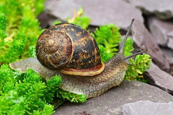 Understanding Molluscicide Niclosamide 70 Performance in Snail Management