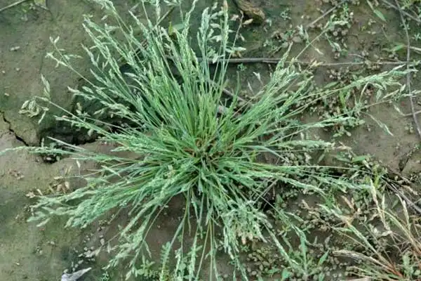 Understanding the Environmental Impact of Fenoxaprop-p-ethyl: What You Need to Know