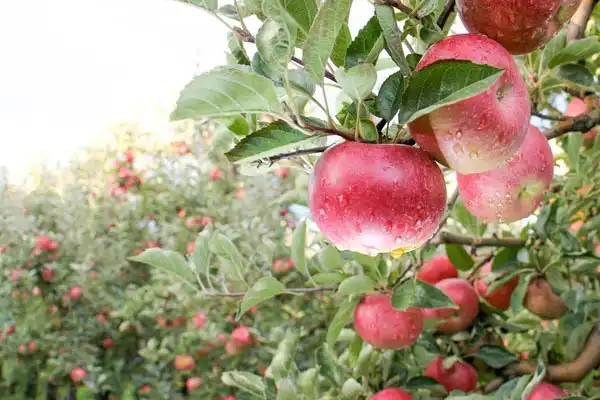 What is chlormequat?