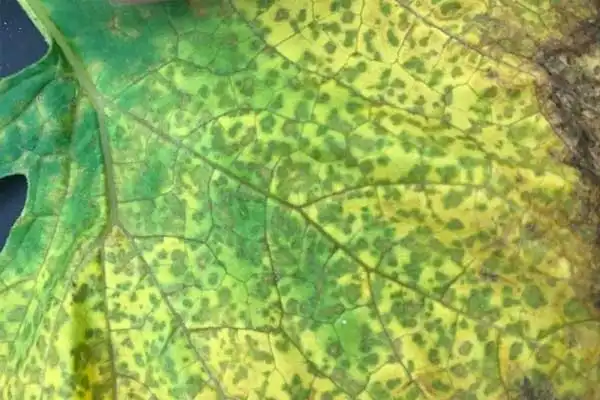 Metalaxyl Fungicide: Detailed Insights and Applications