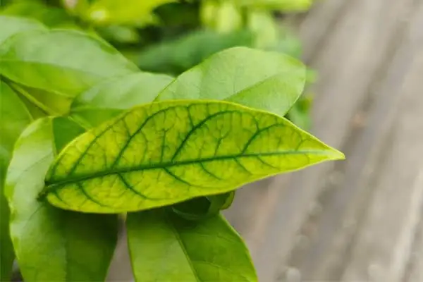 Benefits of DTPA Chelated Iron in Alkaline Soil: Boost Your Crop Yield