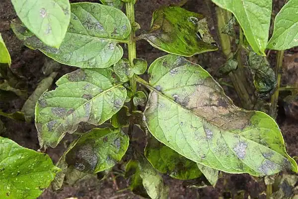 What is mancozeb fungicide？