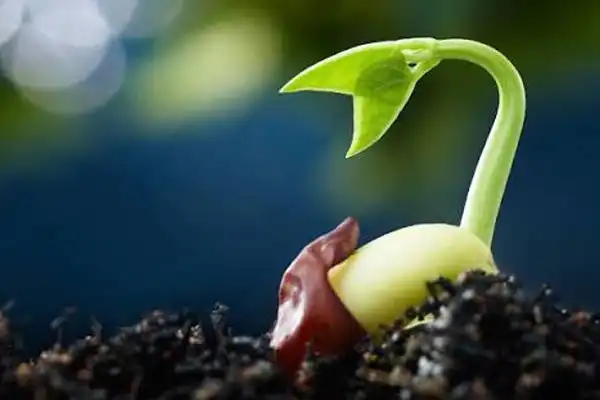 How to Use Gibberellic Acid for Seed Germination