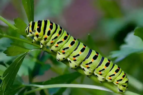 Fipronil 80% Uses, Dosage, and Safety Guide for Agriculture