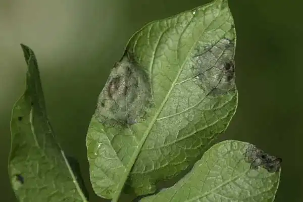 Dimethomorph – Super product to treat diseases in plants