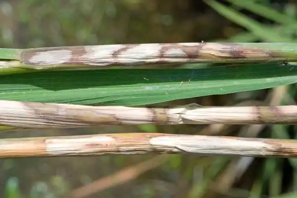 Hexaconazole 5% SC vs Other Fungicides: Best Choices for Sheath Blight Control in Wheat