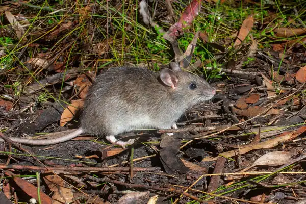 Everything You Need To Know About Rat Killer Bait Poison
