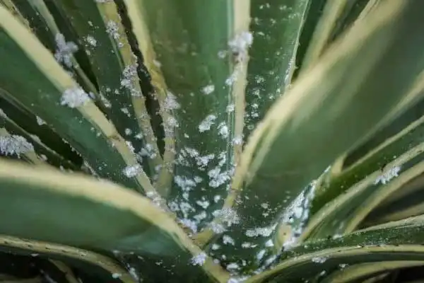 What is the difference between pymetrozine and dinotefuran?