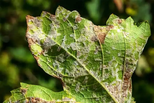 Where to Buy Azoxystrobin Fungicide Online: Finding Reliable Suppliers at the Best Price