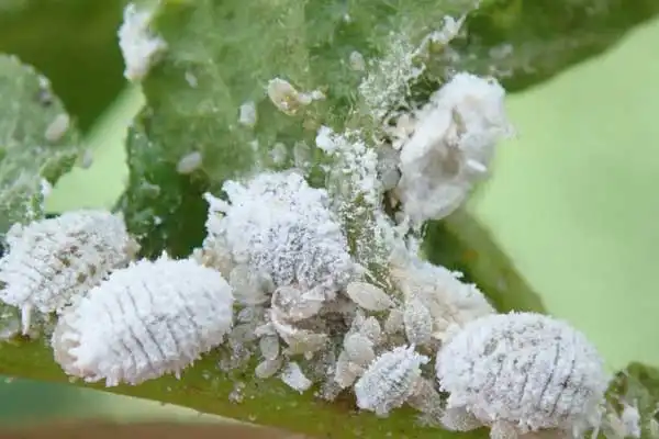 What are the main uses of chlorantraniliprole 18.5SC in agriculture?