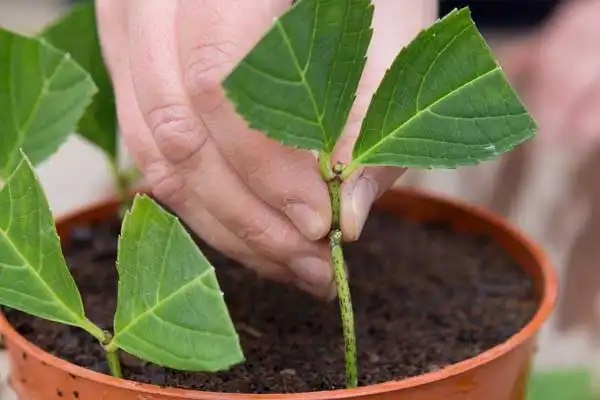 Where to Buy Gibberellic Acid for Agriculture: Your Ultimate Buying Guide