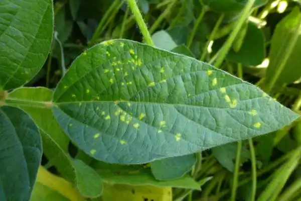 How to Use Azoxystrobin and Difenoconazole Together for Effective Crop Disease Management