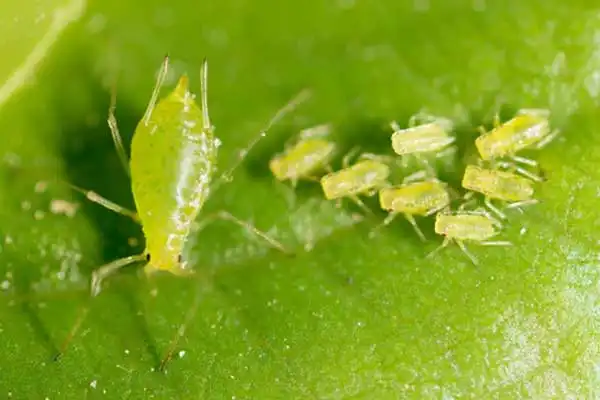 How does pyriproxyfen regulate insect growth？