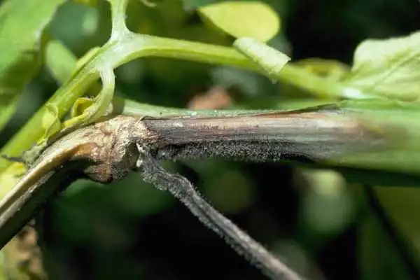 How to Use Copper Oxychloride 50% WP on Tomatoes: Application Tips and Safety Guidelines