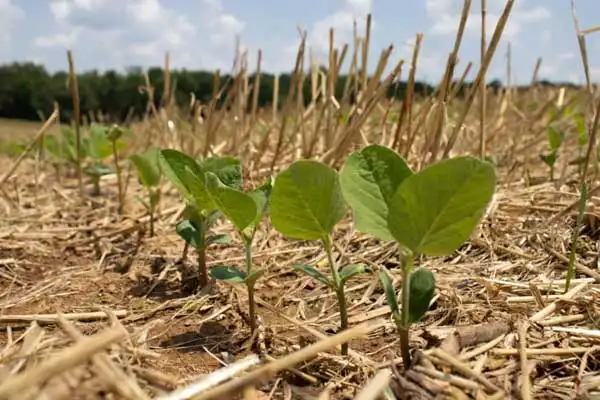 Fenoxaprop-p-ethyl Dosage and Application Timing