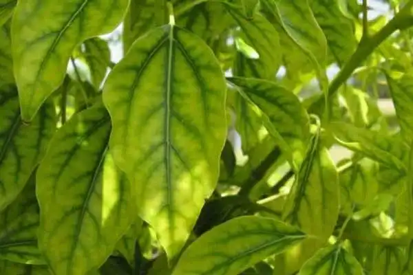 Application Guide for DTPA Chelated Iron Fertilizers