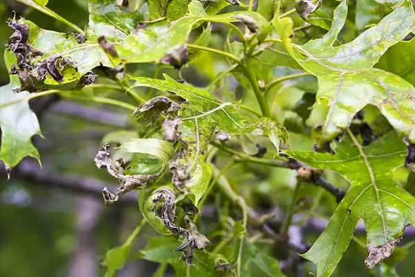 How does chlorothalonil work？