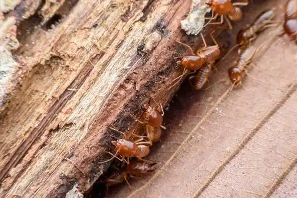 Can cypermethrin kill bed bugs？