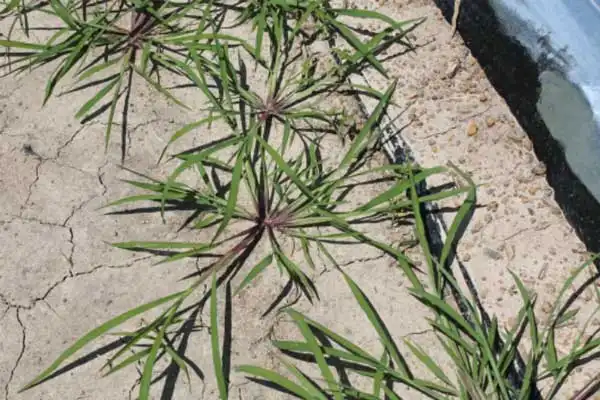 Fenoxaprop-p-ethyl Herbicide Uses for Grass Weed Control
