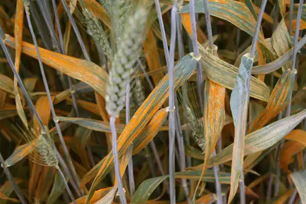 Propiconazole Fungicide Tips for Effective Usage and