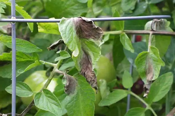 Can Hexaconazole be used in greenhouse crops?