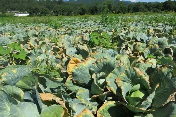 Difenoconazole 25% EC Uses and Application Guide