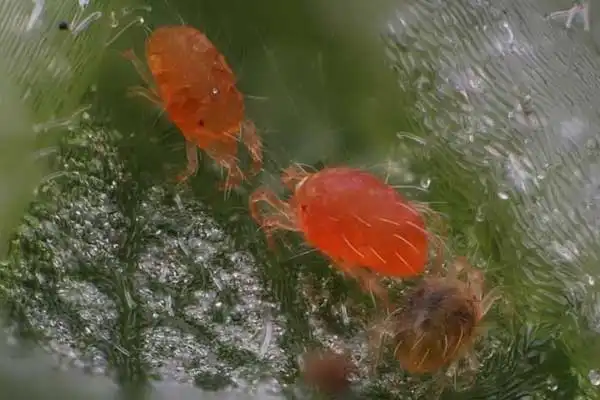 Is chlorfenapyr safe for humans?