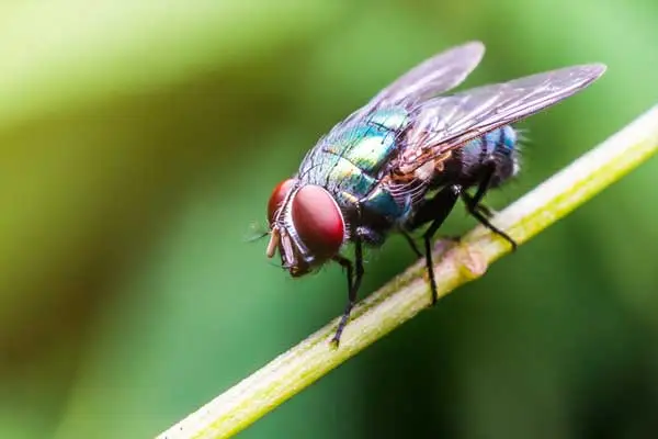 How to Use Fly Killer Powder Safely at Home: Tips for Families with Pets and Children