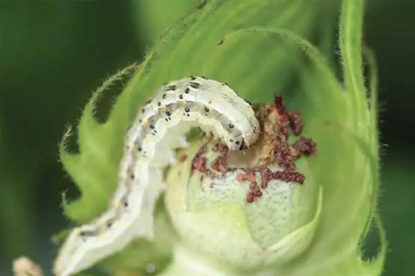 What is fenitrothion used for?