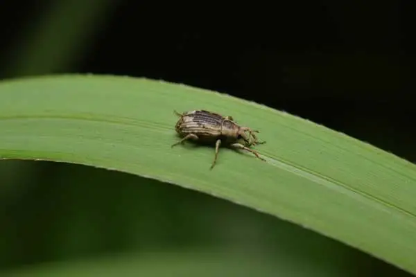 What is imidacloprid used for?