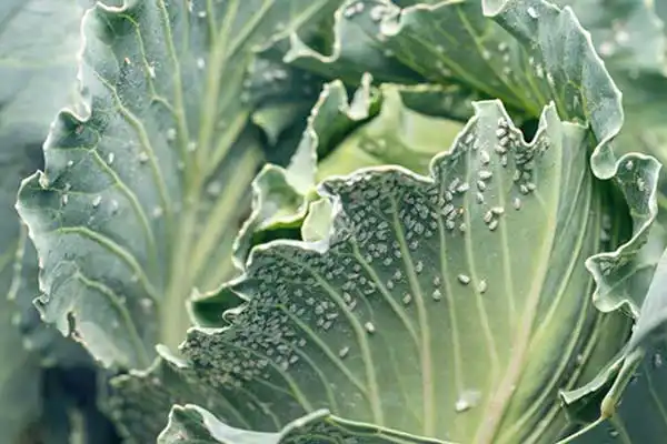 Is pymetrozine 40% dinotefuran 20% WG effective against aphids and whiteflies?