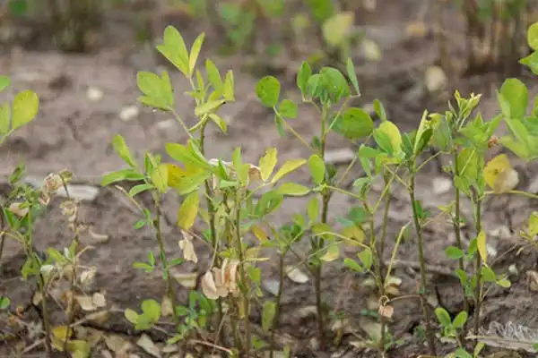 How to Use Hymexazol in Vegetable Crops for Optimal Root Disease Control
