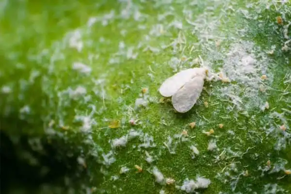 What insecticide has chlorantraniliprole?