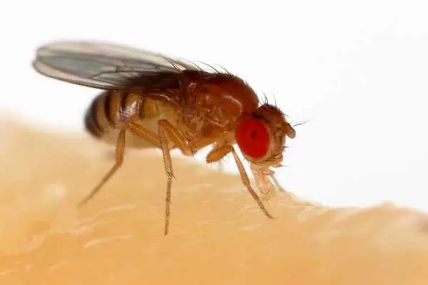 Best Practices for Using Fly Killer Powder Safely