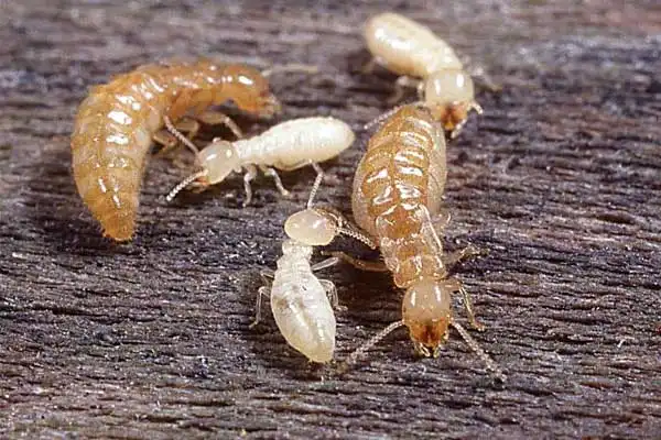 Does bifenthrin kill termites？