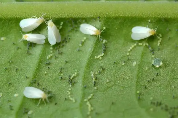 What is the target pest of lambda-cyhalothrin?