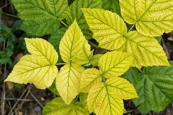 Top Benefits of EDDHA Fe 6% for Enhancing Crop Yield in Alkaline Soils