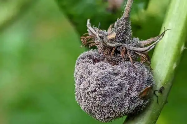 Understanding Thiram: A Critical Fungicide in Modern Agriculture