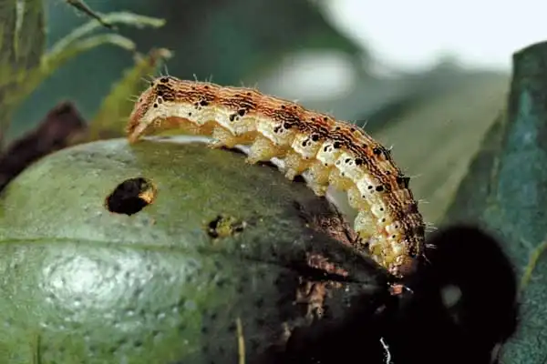How does metalaxyl-m work on fungal pathogens in the soil?