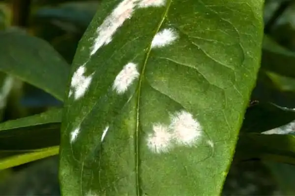 Which crops can use seed treatment with difenoconazole？