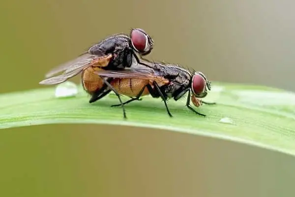 Best Fly Killer Powder for Farms and Commercial Use: Effective Solutions for Large-Scale Fly Control