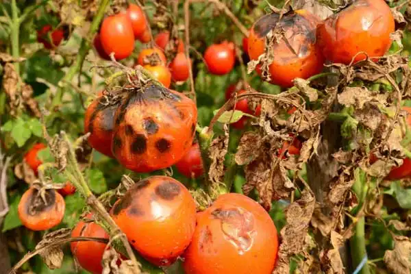 Azoxystrobin Difenoconazole vs Single-Active Fungicides