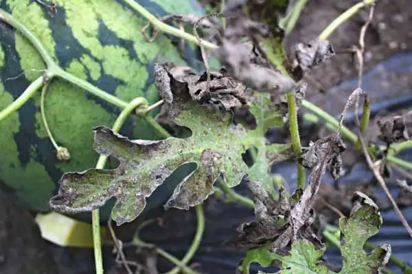 How Difenoconazole 25% EC Controls Fungal Diseases