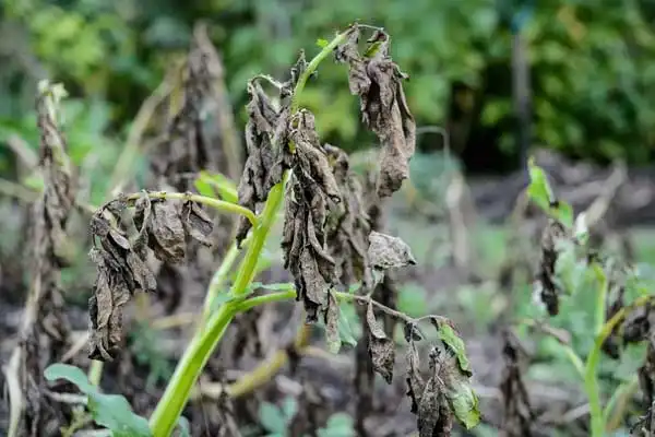 How to Apply Copper Oxychloride 50% WP Safely？