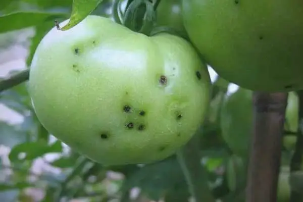 Where can I buy mancozeb fungicide？