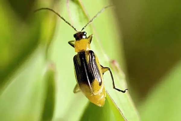 Diazinon: Top Non Toxic Pesticide