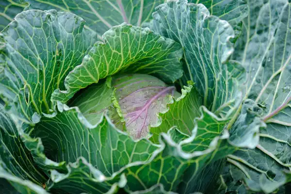 How Does emamectin benzoate 5 sg Control Crop Pests?