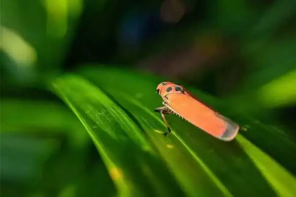 What is the antidote for pymetrozine?