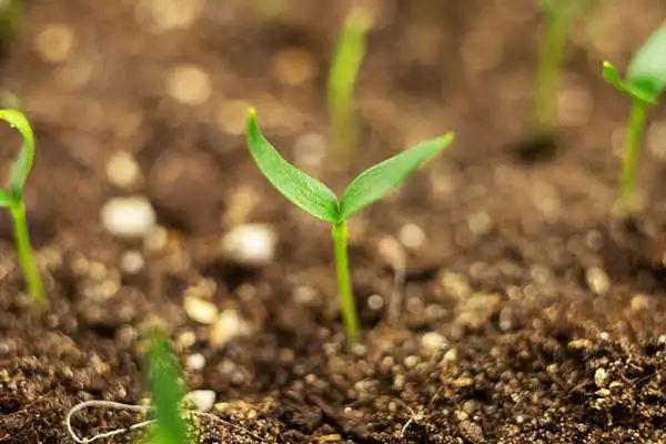 How to Use GA3 for Seed Treatment: Best Practices and Dosage Guide