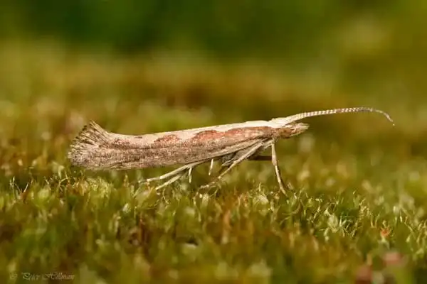 How does emamectin benzoate work?